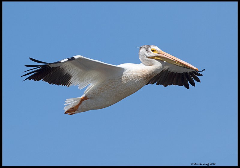 _8SB9330 american white pelican.jpg